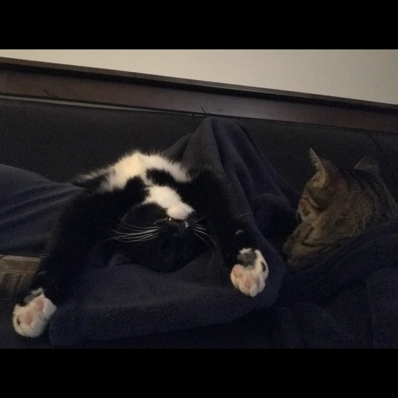 Meet your Posher, Lily - Picture 1 of 1